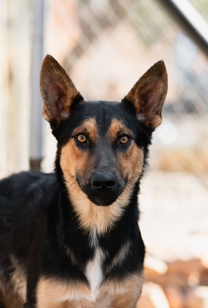Junger SchäferhundMix KOOS sucht sein Zuhause