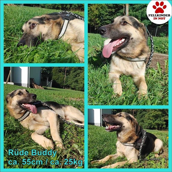 Buddy Schäferhund Mischlingsrüde Mischling Rüde Junghund sucht Zuhause oder Pflegestelle