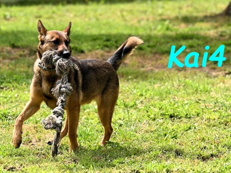 Kai4 geb. 04/2023 (ESP) - sanfter und aufgeschlossener Schäferhund-Mix!