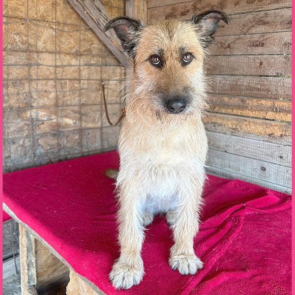superliebe Familienhündin - 2,5 Jahre, 50cm/20kg - Schnauzer-Mix