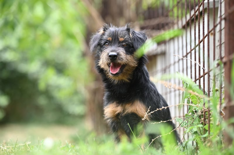 Kiki, kleine Schnauzermix - Dame mit großem Herz sucht ihr Zuhause