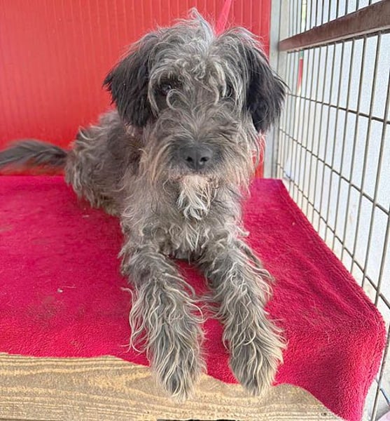 fröhlicher kleiner SNAKI - 2 Jahre, 40cm/10kg - Schnauzer-Mix