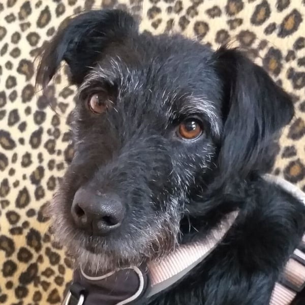 Feliciti - sensible, schlaue junge Hündin - Tierhilfe Franken e.V.