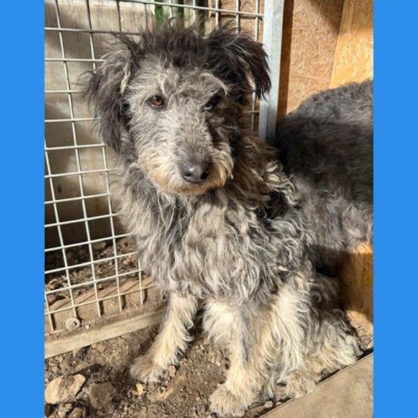 zarte Hundeseele KELLY - 2 Jahre, 50cm - Schnauzer-Mix