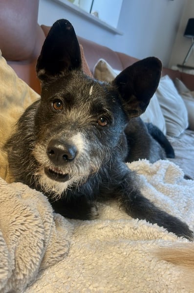 Kinderlieber Rauhhaarprinz, 4J., stubenrein, kastriert