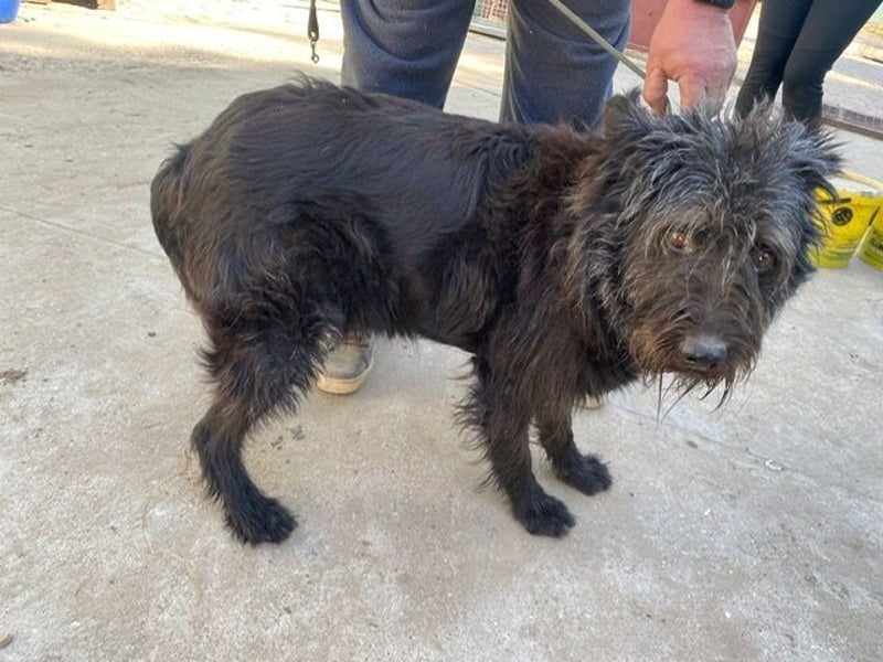 Ruven möchte zeigen, was für ein toller Hund er ist