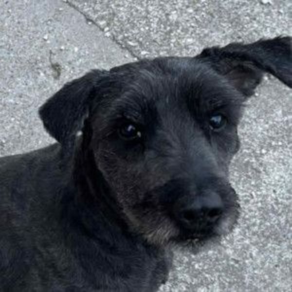 Kormi - liebenswerter Rüde der die Menschen sehr mag