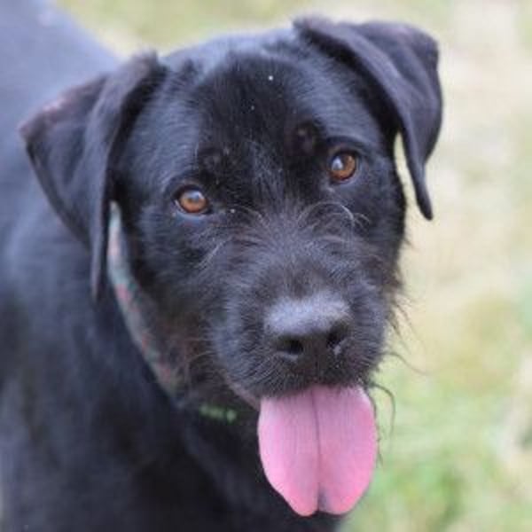 Kompot - sehr lieber toller Rüde, der uns Menschen und Hunde mag