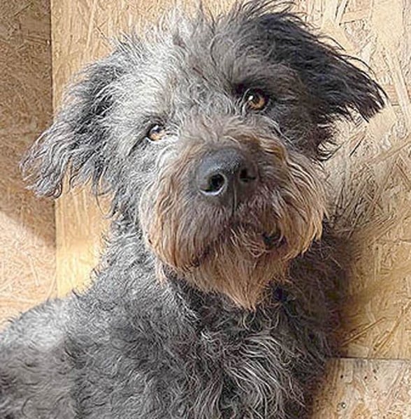 zarte Seele KONCI - 2 Jahre, 55cm - Schnauzer-Mix