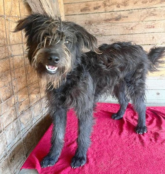fröhlicher Familienhund TIMO - 1,5 Jahre, 56cm/18kg - Schnauzer-Mix
