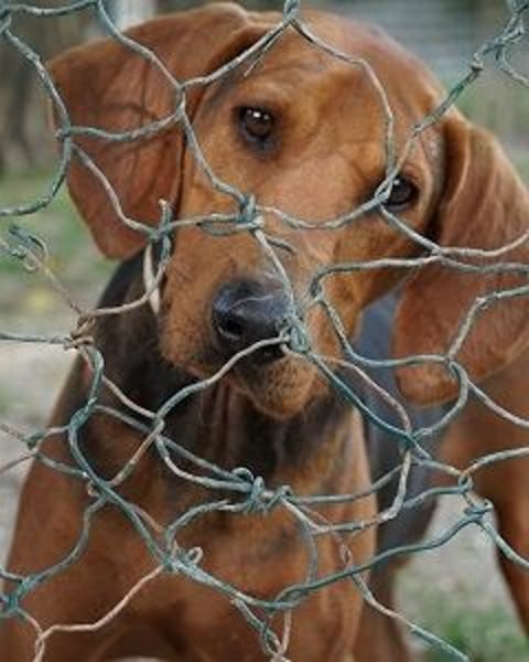 Balto - begeisterter Schnüffler sucht Fährtenleger