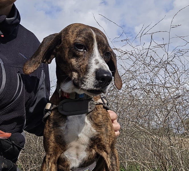 Sardo: eine ganz treue Seele