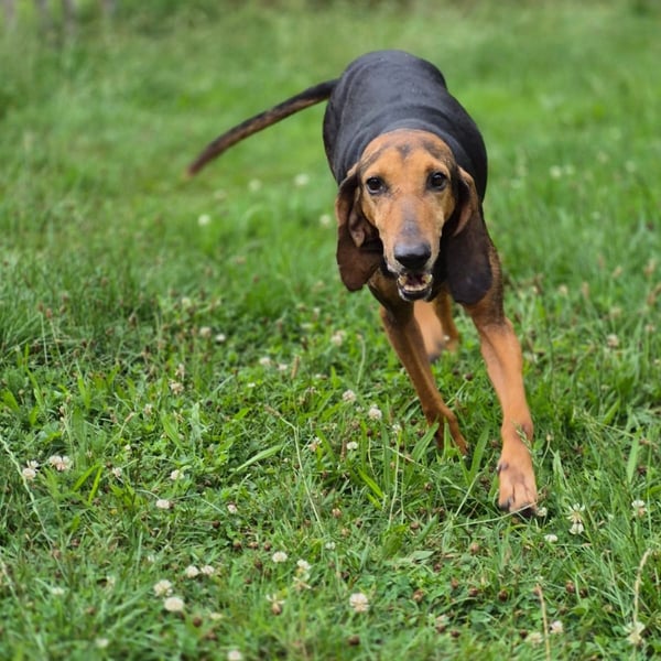 Rocco  - dringend - ein Überlebenskünstler sucht ein neues Zuhause