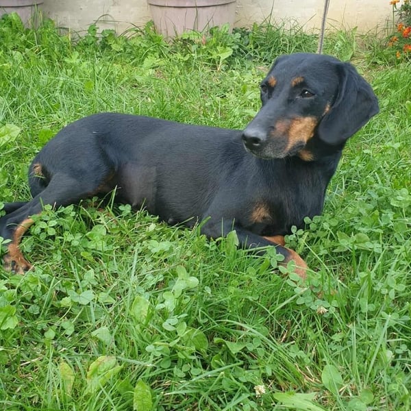 Leni - verspieltes, lernbegieriges Bracken-Traummädchen auf PS in D