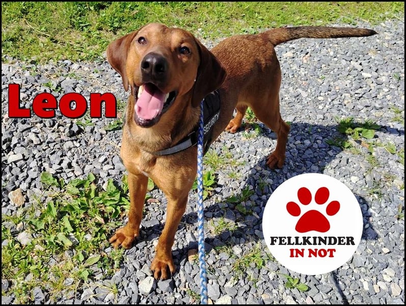 hübscher Bracken Mischling Leon sucht eine Familie
