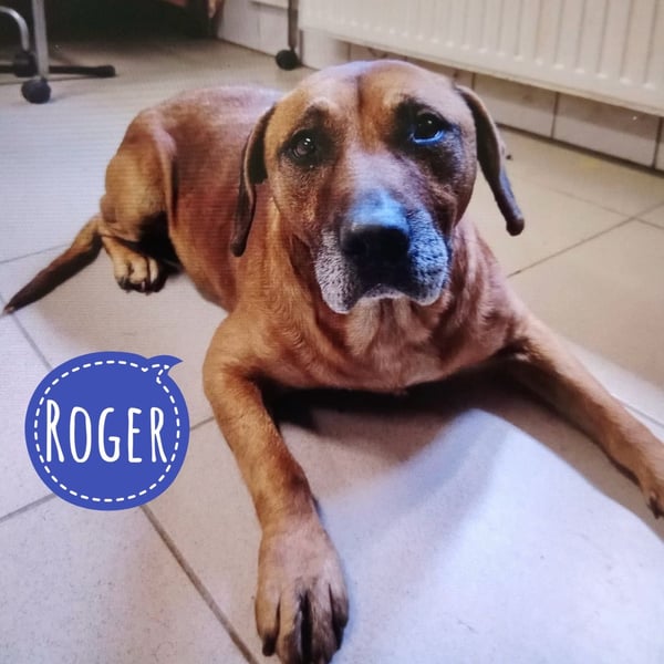 Roger eine n sanfter ruhiger Begleiter