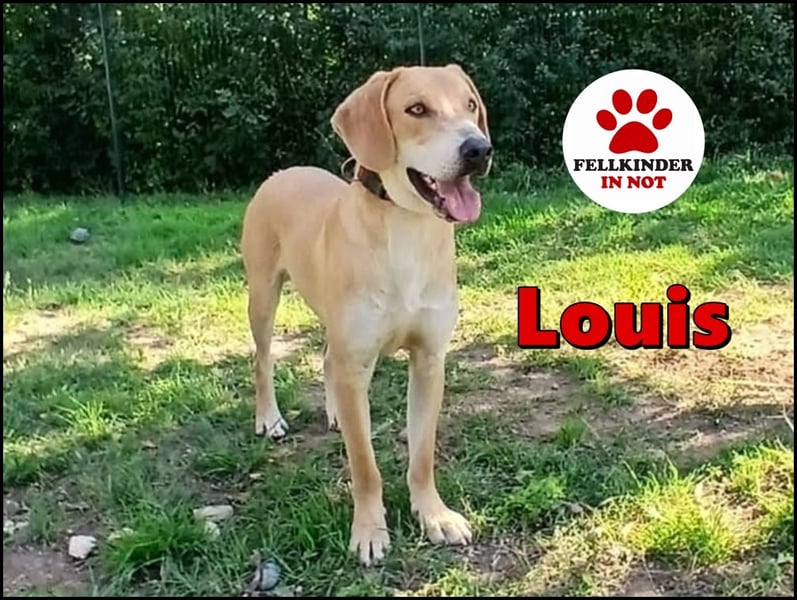 hübscher und lieber Bracke-Schäferhund Mischling Louis sucht ein Zuhause