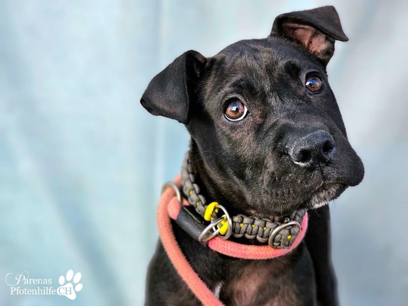 Klara ist eine junge Shar-Pei Mischlingshündin