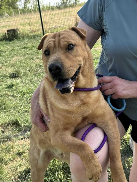 Cain, geboren 2018, 44cm sucht ein liebevolles Zuhause