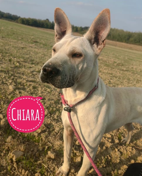 Chiara die wunderhübsche