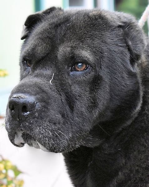 Morgan - wird hoffentlich alles besser