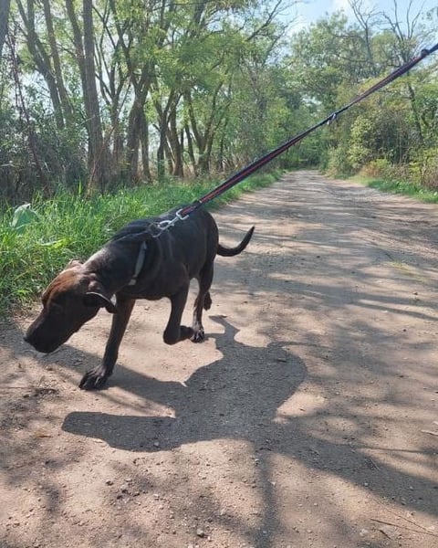 Apacs VA, kleiner Sonnenschein