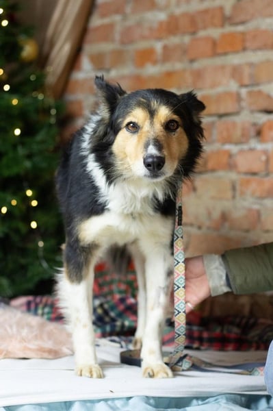 ORFEY Sucht Anschluss (Ukraine)