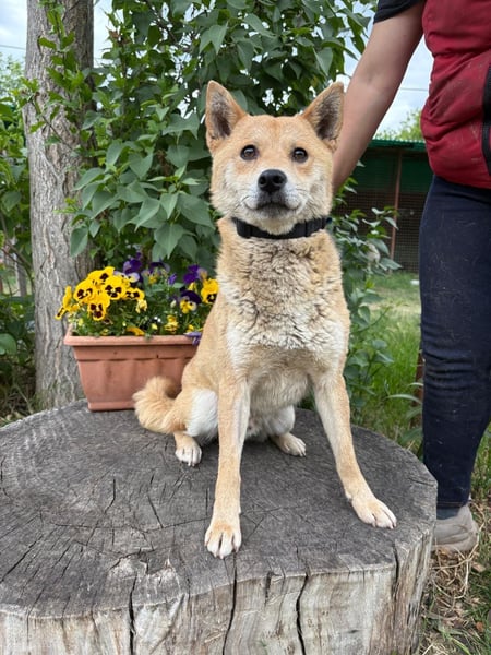 Melchior-KK- ruhiger, charakterstarker Begleiter sucht Zuhause