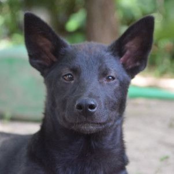 Shira - bezaubernde, freundliche, junge Hündin