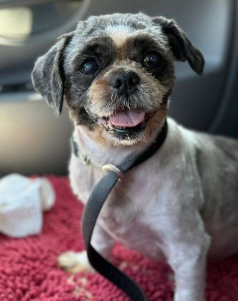 ShihTzu OldLady ♥ Missy ♥ sucht Liebe und Vertrauen