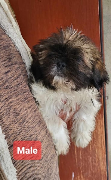 Welpenalarm!! Süße Shih Tzu suchen ein zuhause