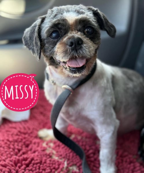 Missy ein kleiner Engel