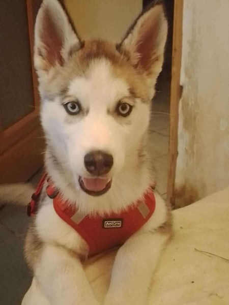 BELLA - aktives Mädchen sucht ihre Menschen