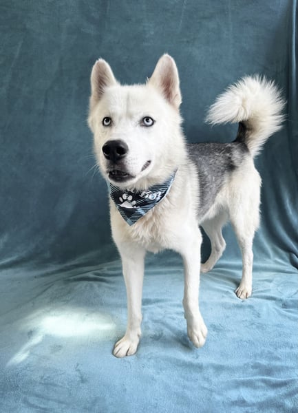 BELMONDO - Husky-Mischling mit Energie und Herz