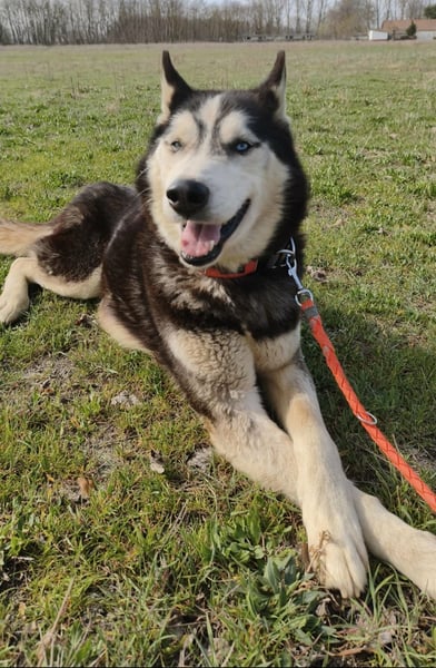 Zorro möchte endlich dazugehören