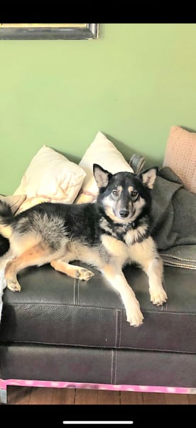 Lola, fröhliche, sehr soziale, aktive Junghündin sucht Traumplatz