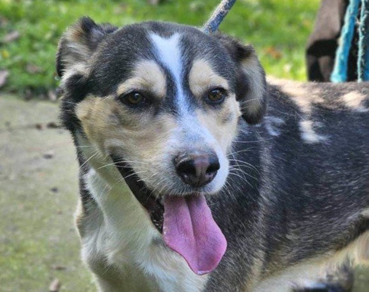 Husky-Mix-Rüde Barki: sozial,offen,treu