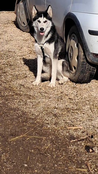 Luna Husky mit viel Lebensfreude