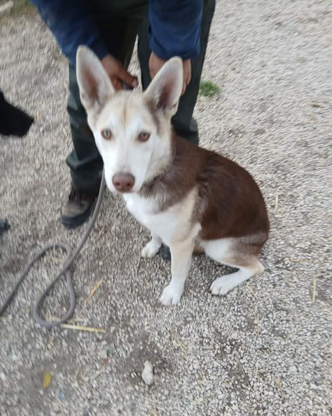 Percy VA,voller Energie, Charme und Herz