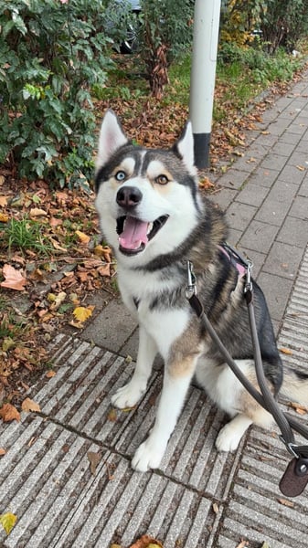 Milo: wer geht mit ihm durchs Leben?