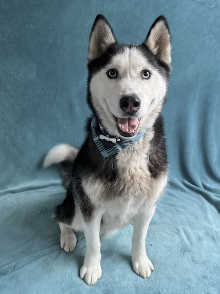 ALASKA - Rundum verträglicher sibirischer Husky Rüde sucht sein Fürimmer!