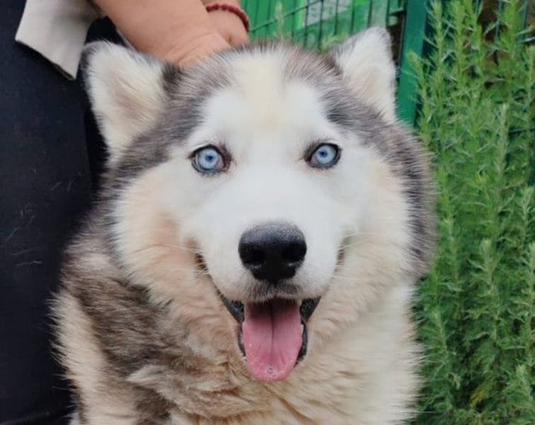 Dragan ❤️ kuschliger, verspielter Husky-Mix Rüde!