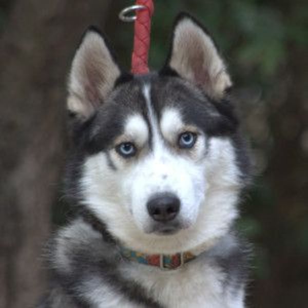Oreon - toller Husky Rüde der lange Spaziergänge liebt