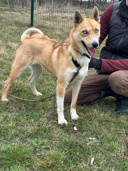 Nico, geboren 01.05.2023, 54cm sucht aktive Menschen