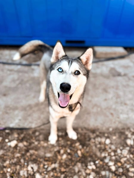 KODA ca. 10 mon. agile, sportliche Husky-Teenagerin