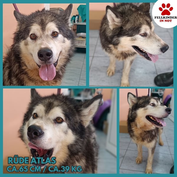 großer Husky Mischlings-Rüde Atlas sucht ein Zuhause