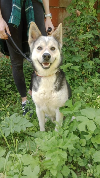 Bertie - der freundliche Huskymischling sucht Menschen die seine Bedürfnisse kennen