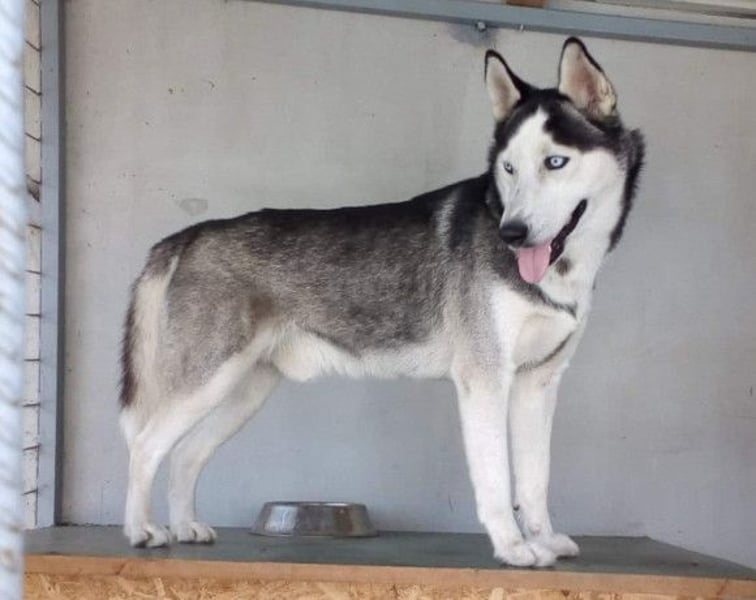 Husky MAX❤️ bezaubernder, menschenbezogener Rüde, sozial mit Artgenossen & Kindern