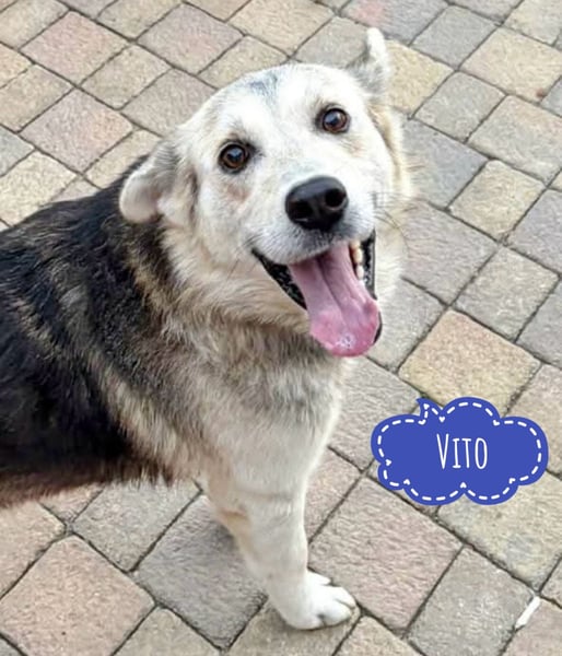 Vito - eine Seele von Hund