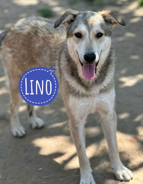 Lino ein Traumwesen